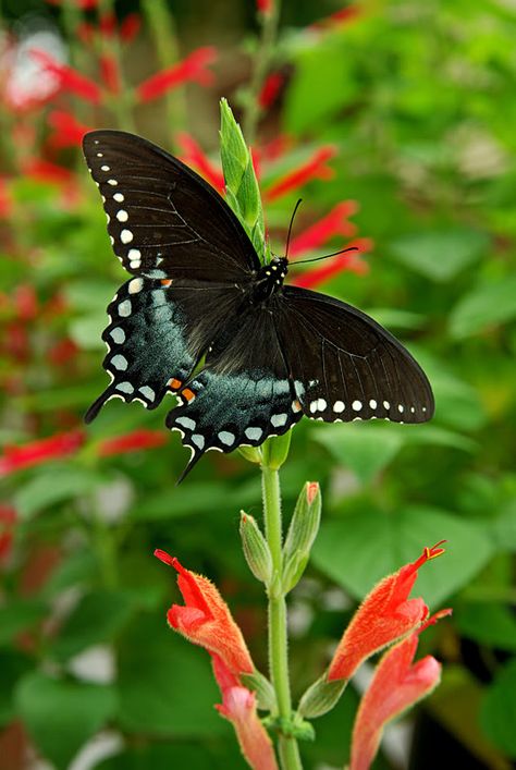 Spicebush Swallowtail Butterfly Spicebush Swallowtail Butterfly Tattoo, Spicebush Swallowtail Butterfly, Spicebush Swallowtail, Nature Club, Moth Species, Chalk Pastel Art, Beautiful Butterfly Photography, Peacock Butterfly, Moth Caterpillar