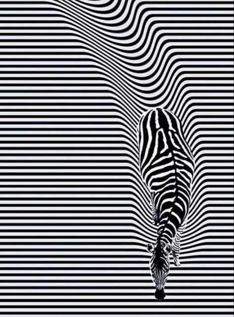 This is an example of illusion of motion because the cross contour lines are showing the zebra moving down the page. Without thise lines it wouldnt look like the zebra is walking. Line Optical Illusion, Optical Illusions Animals, Contour Lines Art, Zebra Line Art, Cross Contour Drawing, Cross Contour Line Drawing, Cross Contour, Contour Line Art, Zebra Drawing