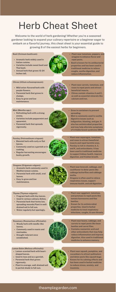 🌿 Discover the joy of herb gardening for beginners! 🌱 Whether you're a seasoned gardener or just starting out, this guide has everything you need to grow 8 easy-to-care-for herbs. From aromatic basil to soothing mint, learn how to cultivate a thriving herb garden right at home! #HerbGardening #Beginners #GardeningTips 🌱🌿 Herb And Spice Garden, Herbs To Plant With Vegetables, How To Grow Peppermint, Outside Herb Garden Ideas, Herb Care Guide, Herbs To Grow In Garden, Gardening Herbs For Beginners, Aromatic Herbs Garden, Beginner Medicinal Herb Garden