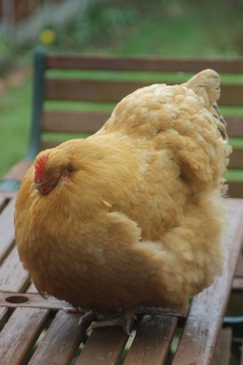 "It's just one big chicken!" @Mallorie Chargois @Kaylor Shumaker @Kaleigh Chargois @Callie Blakeley Keeping Chickens, Fluffy Chicken, Fat Animals, Buff Orpington, Fat Bird, Biggest Chicken, Cute Chickens, Chickens And Roosters, Pet Chickens