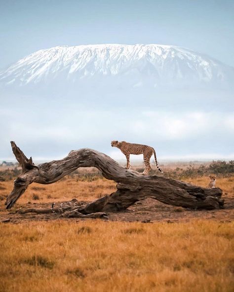 NWE on Instagram: “Welcome to Kenya 🇰🇪 . 📷 @soso_aroundtheworld” Kilimanjaro Tanzania, Amboseli National Park, Masai Mara National Reserve, Mount Kenya, The Great Migration, Serengeti National Park, Mount Kilimanjaro, Luxury Safari, Masai Mara