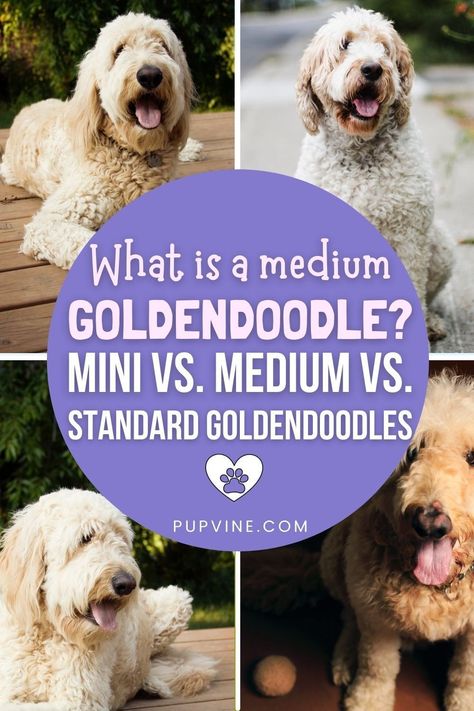 Goldendoodle Medium Size, Medium Golden Doodle, Medium Goldendoodle Full Grown, Large Goldendoodle, Mini Golden Doodle Full Grown, Parti Goldendoodle, Mini Goldendoodle Full Grown, Full Grown Mini Goldendoodle, Goldendoodle Full Grown