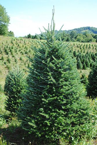 Fraser Fir at Severts Elk Creek, VA Fraser Fir, Virginia Is For Lovers, Elk, Virginia, New Homes, Plants