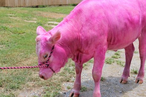 indie and chic: If You See A PINK Cow say MOO! Cow Pictures, In My Dreams, Go Pink, Pink Cow, Rare Animals, Pink Beach, Cow Art, Cute Cows, Everything Pink