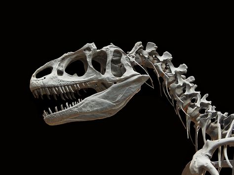 Allosaurus desktop wallpaper  ~ http://www.dinopit.com Dinosaur Facts For Kids, Dinosaur Facts, Giant Dinosaur, Dinosaur Photo, Dinosaur Wallpaper, Animal Skeletons, Dinosaur Skeleton, Paleo Art, Dinosaur Bones