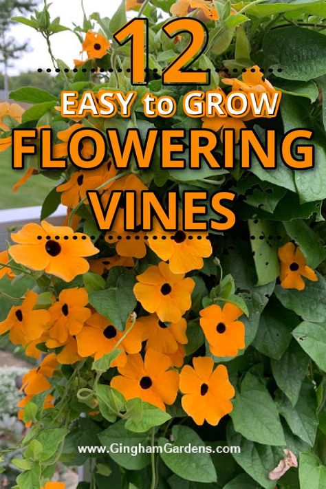 Flowering vines not only add an element of height to your flower garden, they add unique unsurpassed beauty. Stop by Gingham Gardens to check out our complete guide to growing these amazing flowering vines. We cover easy to grow perennial flowering vines as well as annual flowering vines. Vine Ideas Garden, Crawling Flowers Outdoor, Flowers That Grow On Vines, Best Vines To Grow On House, Fast Growing Flowering Vines, Vining Plants For Shade, Flowering Vines Climbing Perennial, Vines For Shaded Areas, Fast Climbing Flowering Vines