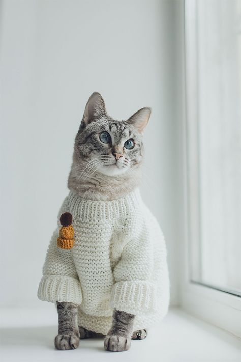 Cat In A Sweater, Weird Accessories, Weird Funny, Gray Cat, Cream Sweater, Pull Off, Cool Cats, Close Up, Couture