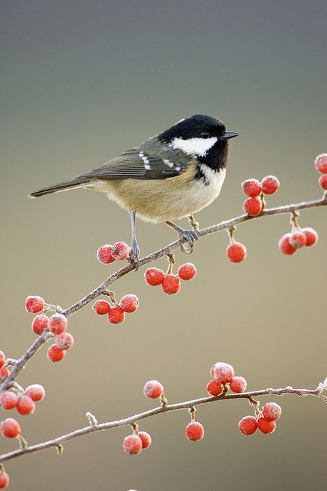 Na een storm ging ik gaan wandelen in de bergen. Ik had tijdens de storm een grote knal gehoord, die kwam blijkbaar van een grote boom die was omgevallen. Naast de omgevallen boom lag een klein vogeltje in de sneeuw die waarschijnlijk uit zijn nest was gevallen. ik raapte het vogeltje voorzichtig op en voelde mij ontroerd. Het vogeltje was de eerste levensvorm die ik tegenkwam in 2 weken tijd. Burung Kakatua, Feeding Birds In Winter, Felted Birds, Feeding Birds, Flying Flowers, Winter Bird, Backyard Birds, Bird Pictures, Exotic Birds