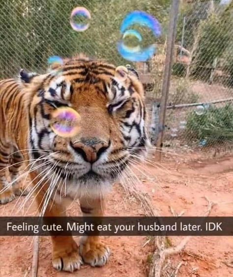 A Tiger, Bubbles, Walking, Chain, Funny, Instagram