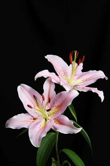 Lily Reference Photo, Pink Lillie’s, Light Pink Lilies, Lily Flower Photography, Lillies Flowers, Tropical Lily, Lilies Photography, Lilly Photography, Cool Flowers