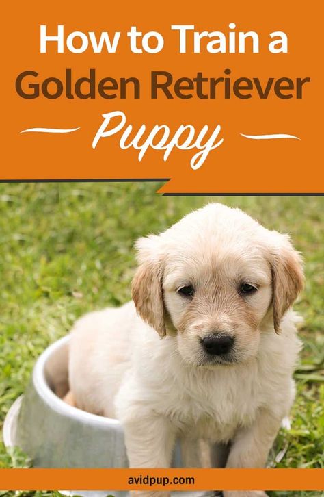 Golden Retriever Puppy Training Tips, Potty Training Golden Retriever, How To Train Golden Retriever Puppies, Training A Golden Retriever, Getting A Golden Retriever Puppy, Golden Retriever Training Tips, New Golden Retriever Puppy, How To Train A Golden Retriever Puppy, Training Golden Retriever Puppy