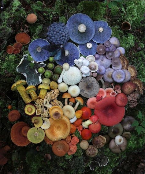 Red white blue yellow green mushrooms Photography Flat Lay, Mushroom Photography, Mushroom Pictures, Mushroom Fungi, Wild Mushrooms, Mushroom Art, Pretty Plants, Nature Aesthetic, Photography Nature