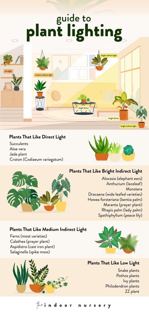 Good Indoor Plants Low Lights, Plants For Indoors Low Lights, Plants For Bedroom Low Lights, House Plants Purify Air, Good House Plants Low Lights, Good Low Light Indoor Plants, Indirect Lighting Plants, Plants For Salon, Indoor Plants Decor Minimalist