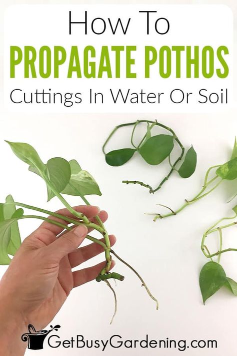 Do you love your pothos plant and wish you could grow more without the cost of purchasing new ones? It’s time to check out my detailed guide about how to propagate pothos. In it I’ve shared multiple methods for expanding a single plant into many and even included a handy supply list to get you started. All you need to do is follow my easy step-by-step instructions to get your baby pothos plant rooted and growing. By learning how to propagate devil’s ivy, you’ll never have to buy a new one again. Ivy Propagation, Propagating Pothos, Pothos Propagation, Propagate Pothos, Propagation Plants, Pathos Plant, Pothos In Water, Soil Recipe, Garden Landscaping Design Ideas