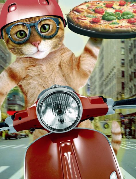 pizza cat - cat - pizza delivery postcard pizza ,pet ,kittens ,"tabby cat ","cute cats" ,"funny cats","cat pizza" ,"cat delivery ","delivery cat" ,delivery , Cat Pizza, Pizza Logo, Funny Postcards, Pizza Cat, Pizza Funny, Pizza Delivery, Pet Kitten, Cats Funny, Cat Painting