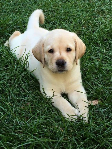 If you love Labradors visit our blog! #Labrador #LabradorRetriever #Labradorcentral 📸 credits: unknown NOTE!!! No Copyright Infringement is intended, so message me for adding credit (or) removal of photos.Do you love cute dogs like this, Follow our @Petsdope Instagram Page for more amazing photos. ;) Yellow Lab Puppy, Yellow Lab Puppies, Lab Puppy, Labrador Retriever Puppies, Lab Puppies, Labrador Puppy, Behavior Problems, Baby Animals Funny