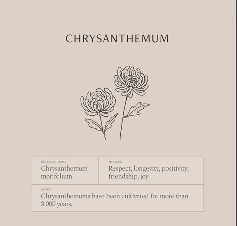 Flower Language Tattoo, Chrysanthemum Flower Tattoo Minimalist, Chrysanthemum Tattoo Meaning, Minimalist Chrysanthemum Tattoo, Chyrasantemum Tattoo, Chrysanthemum Flower Meaning, Chrysanthemum Meaning, Chrysanthemum Drawing, Tattoo Japonais