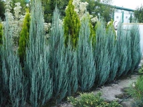 Blue Arrow Juniper, Blue Arrow, Drought Resistant Plants, Privacy Landscaping, Garden Centre, Natural Garden, Front Garden, Garden Center, Green Plants