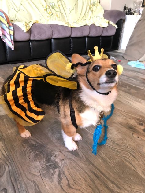 Corgi Costume, Puppy Costumes, Puppy Costume, Unusual Animals, Animal Crafts, Costume Ideas, Pet Accessories, Animal Rescue, Daisy