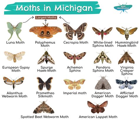 Types Of Moths, Sphinx Moth, Silk Moth, Cecropia Moth, Large Moth, Moth Species, Hummingbird Moth, Au Ideas, Hawk Moth