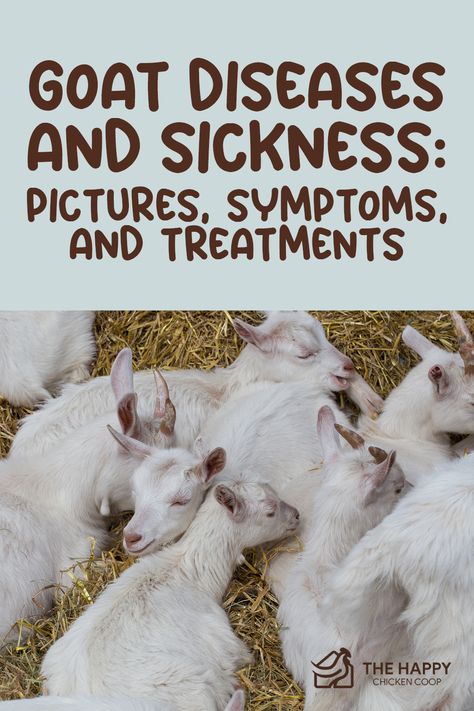 Sick Goat Remedies, Coccidiosis In Goats, All About Goats, Goat Toys Ideas, Show Goats Tips, Goat Hacks, Pygmy Goat Pen, Goat Farming Ideas, Goat Treats