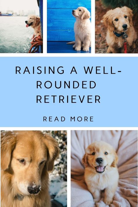 Discover how to train your dog to find hidden objects, developing their scent detection skills and providing mental stimulation. Training A Golden Retriever Puppy, Golden Retriever Care, Golden Retriever Training, New Puppy Checklist, New Dog Owner, Puppy Checklist, House Training Dogs, Dog Training Advice, A Golden Retriever