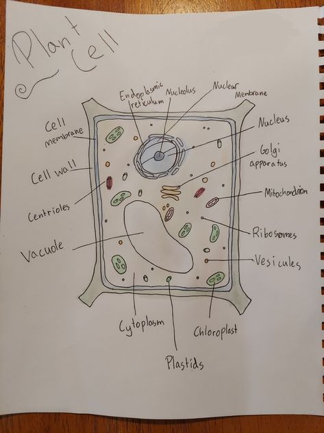 Plant Cell Drawing With Label, Plant Cell Aesthetic, Plant Cell Diagram Drawing, Plant Cell Drawing Biology, Plant Cells Project Ideas, Plant Cell Drawing, Biology Girl, Animal Cell Drawing, 3d Plant Cell