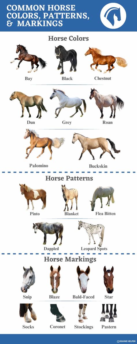 21 Common Horse Colors, Markings, & Patterns With Pictures Horses Colors, Horse Guide, Horse Size Chart, Type Of Horses, Horse Essentials List, Horse Types, Different Types Of Horses, Types Of Horses Breeds, Horse Colors Chart