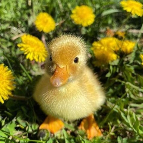 This is Lennie, one of Bella and Benknee's ducklings!! Need names for the other duckies. Baby Duck Aesthetic, Canard Aesthetic, Baby Ducks Aesthetic, Yellow Duck Aesthetic, Cute Ducks Aesthetic, Duck Aesthetic Cute, Ducks With Flower Hats, Cute Ducklings Aesthetic, Ducklings Aesthetic