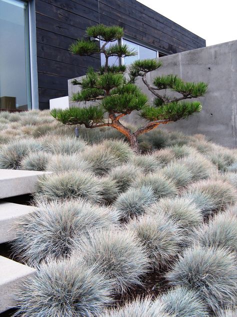 Pinus thunbergii? Modern Japanese Garden Landscapes, Modern Japanese Garden, Moderne Have, Japanese Garden Landscape, Landscaping Inspiration, Modern Landscape Design, Modern Garden Design, Grasses Garden, Concrete Steps