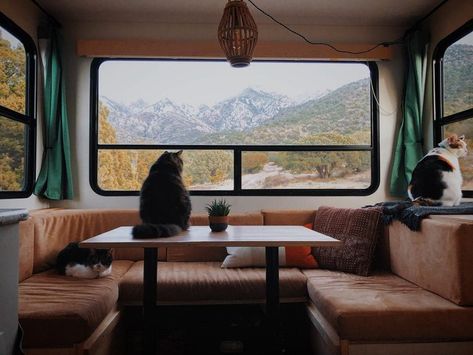 8 Tips for RVing with Cats | Unique RV Camping with Harvest Hosts Camper Cat, Rv Cat, Cats Unique, Ideas For Cats, Vacation Images, Aesthetic Tips, Caravan Decor, Camping With Cats, Calming Cat