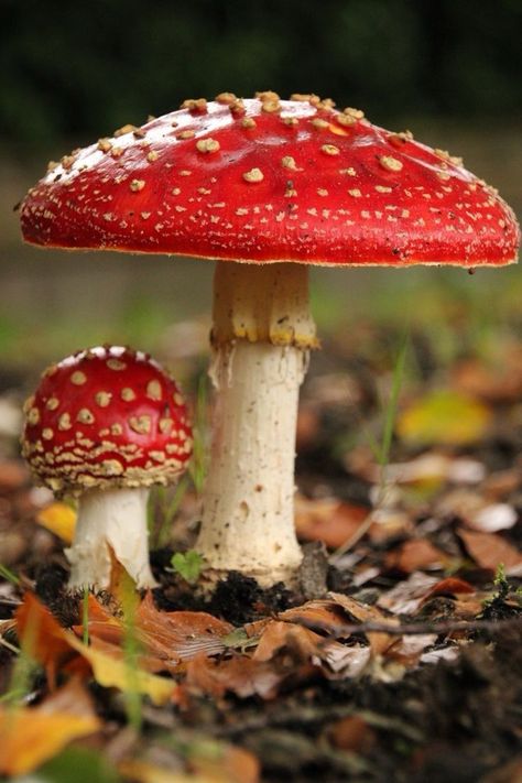 Amanita Muscaria Tattoo, Fungi Aesthetic, Poison Mushroom, Fly Agaric Mushroom, Amanita Mushroom, Poisonous Mushrooms, Dead Flowers, Mushroom Pictures, Peaceful Vibes