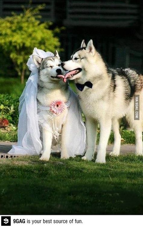 A happy couple..soo cute!! Dog Marriage, Caine Husky, Puppy Husky, Animals Kissing, Alaskan Husky, Most Beautiful Dogs, Cute Husky, Siberian Husky Dog, Husky Puppy