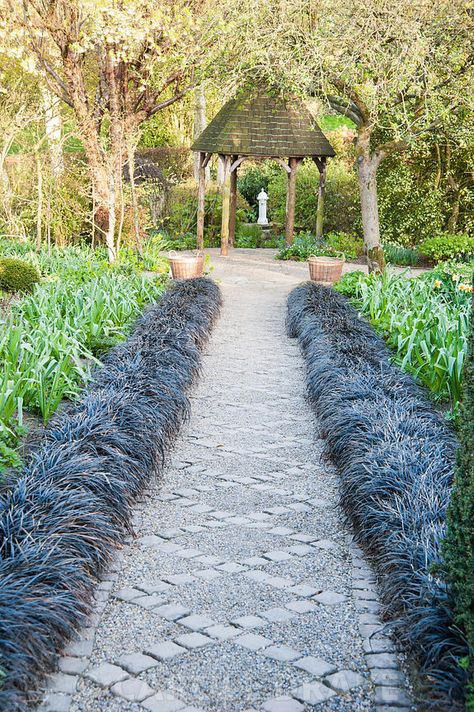 Ophiopogon planiscapus ‘Nigrescens’, Black Mondo grass, bordering path Black Mondo, Monkey Grass, Black Mondo Grass, Deer Resistant Garden, Pathway Landscaping, Front Garden Landscape, Grasses Landscaping, Grasses Garden, Easy Care Plants