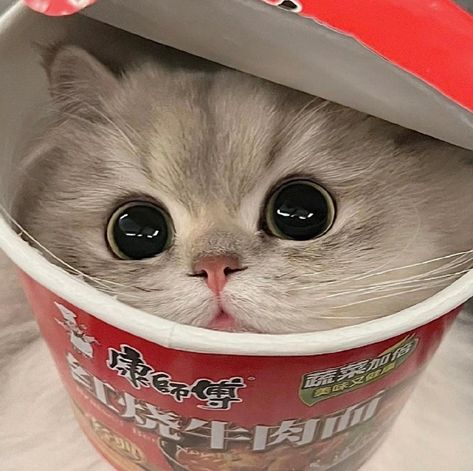 People can get real catty when it comes to animals close to their food. Haiwan Comel, Koci Humor, Cute Small Animals, Desen Anime, Cute Animals Puppies, Silly Cats Pictures, Meme Gato, Cute Cats Photos