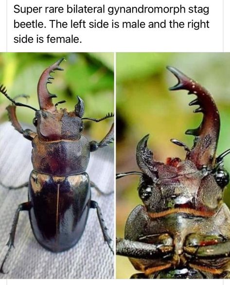 Cool Bugs, Stag Beetle, Beautiful Bugs, Creepy Crawlies, Pretty Animals, Animal Facts, Silly Animals, Bugs And Insects, Weird Animals