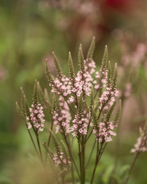 Verbena Hastata, Verbena Bonariensis, Reduce Swelling, Magenta Flowers, Have You Ever, Lollipop, Wonder, Purple, Plants