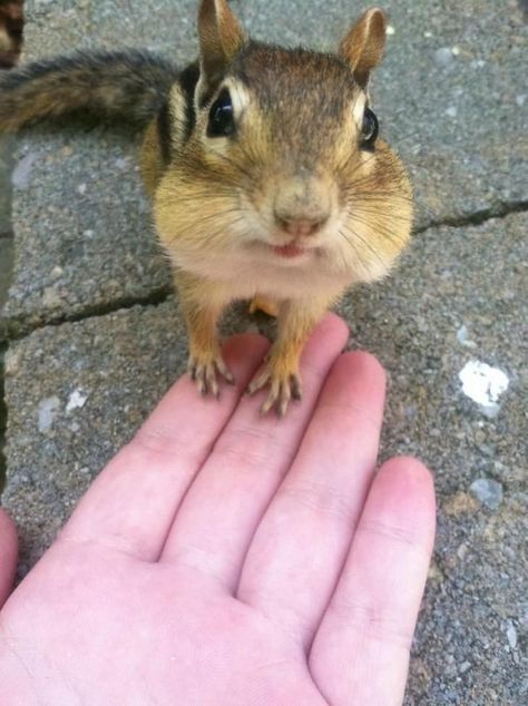 Pet Chipmunk, Baby Chipmunk, Squirrel Pictures, Cute Squirrel, Baby Squirrel, Pretty Animals, Silly Animals, Like Animals, Kawaii Animals