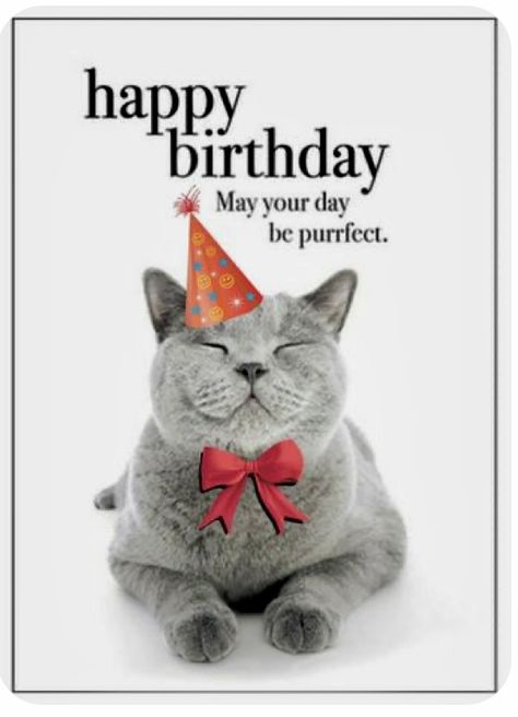 Bday Humor, Cat Birthday Wishes, Funny Happy Birthday Messages, Birthday Ecards Funny, Happy Birthday Animals, Happy Birthday Wishes Messages, Birthday Wishes Pics, Happy Birthday Cat, Funny Happy Birthday Wishes