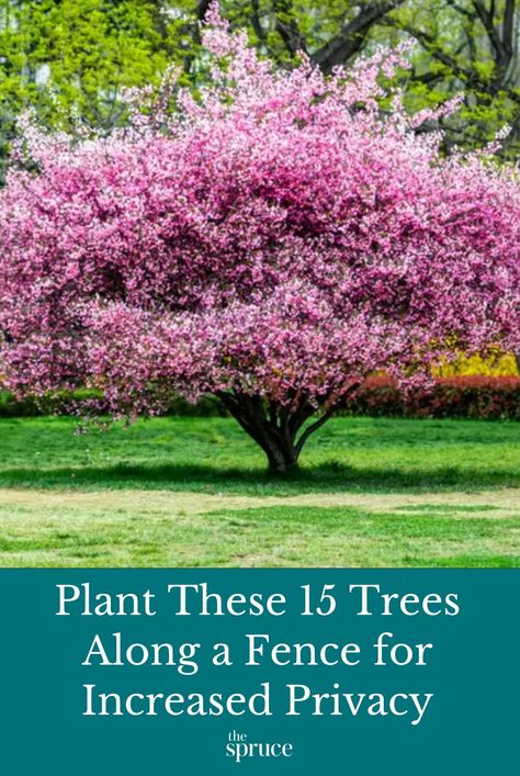 These are the best 15 trees for adding privacy above your fence and color and structure to your outdoor spaces. #privacyplants #curbappealideas #gardeningadvice #howtogrow #plantparenttips #thespruce Best Plants For Backyard, Mixed Tree Privacy Screen, Flowering Trees Zone 5, Trees For Front Yard Privacy, Trees By Fence, Landscape Burms Backyards, Best Tree For Privacy Fence, Zone 4 Privacy Plants, Fenced In Backyard Landscaping