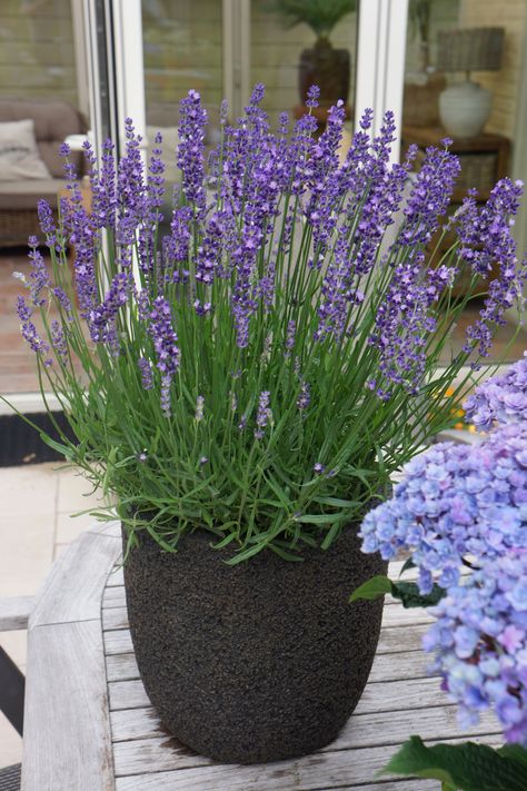 Another reason to get lots and lots of lavender plants this year...they repel insects! Lavender oil has been used as a bug repellent for centuries! Maybe the bugs don't like the smell, but we do!!! 💜 #yearofthelavender Lavender Big Time Blue Patio by Concept Plants - Big Indoor Plants, Potted Lavender, Lavender Varieties, Potted Plants Outdoor, Mosquito Repelling Plants, Best Perennials, Patio Pots, Lavender Garden, English Lavender