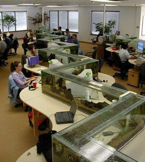 Amazing Aquariums, Taman Air, Cool Fish Tanks, Desk Dividers, Cool Office Space, Aquarium Terrarium, Home Aquarium, Cool Fish, Aquarium Design