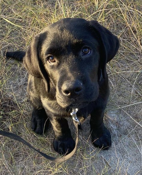 Big Dogs Breeds, Labrador Black, Biggest Dog In The World, Black Labrador Puppy, Biggest Dog, Labrador Noir, Dogs Breeds, Black Labrador Retriever, Black Lab Puppies