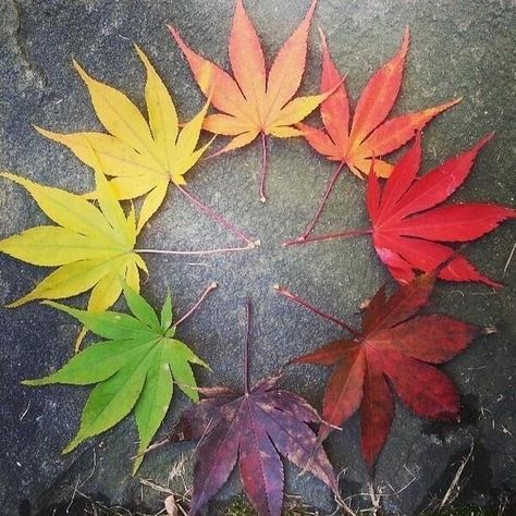 So beautiful Earth Pictures, Autumn Beauty, Circle Of Life, Colorful Leaves, Leaf Art, Land Art, On The Ground, A Circle, Life Cycles