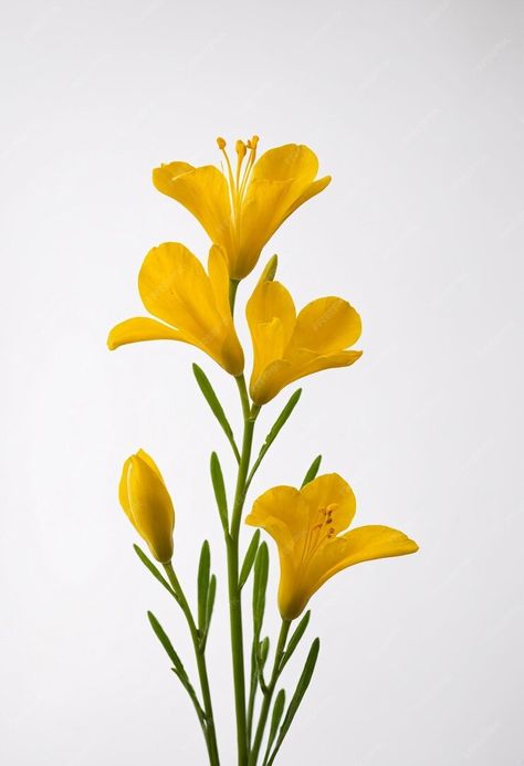 Premium Photo | Freesia flower on white background Pictures Flowers Photography, Simple Flower Reference Photo, Flower Drawing Reference Photo, Flower Refrences Photos, Botanical Reference Photos, Wild Flower Photography, Reference Photos Flowers, Single Flower Photography, Flowers Reference Photo