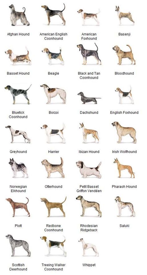 Dog Breeds Chart, Dog Chart, Hound Dog Breeds, Dog Grooming Tools, Dog Bread, Akc Breeds, Hound Dogs, Dog Breeds List, Dog Hammock