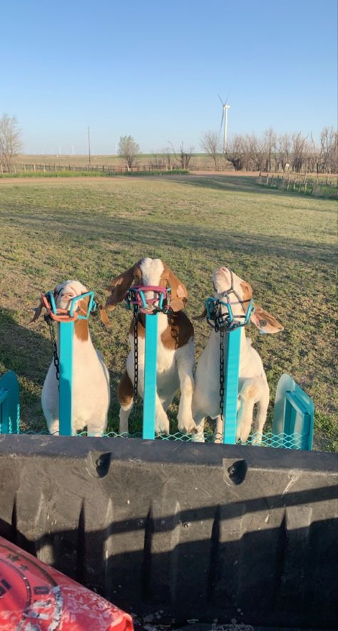 Goat Showing Tips, Showing Goats In 4h, Ffa Aesthetic, Goat Showing, Sheep Showing, 4h Goats, 4h Fair, Livestock Showing, Livestock Judging