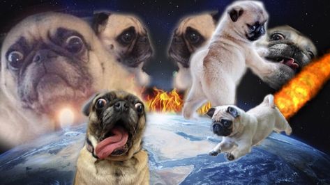 This has been my desktop background for years https://ift.tt/2PwCaKL Funny Zoom Backgrounds, Funny Computer Wallpaper, Zoom Wallpaper, Pug Wallpaper, Mac Backgrounds, Meme Background, Cat Background, Computer Wallpaper Desktop Wallpapers, Cute Laptop Wallpaper