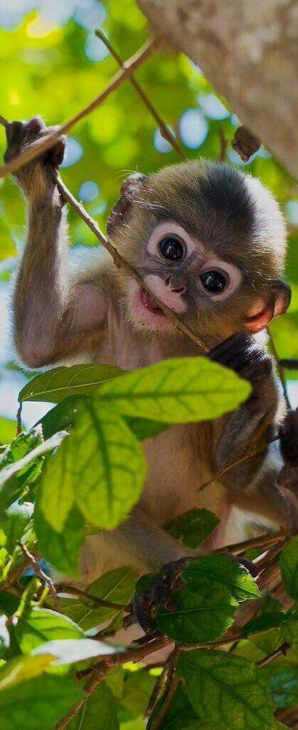 Sweet monkey!!! Funny Monkey Pictures, Affection Quotes, Macan Tutul, Regnul Animal, Cele Mai Drăguțe Animale, Monkey Pictures, Monkeys Funny, A Monkey, Cute Monkey