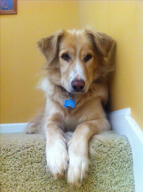 Golden border- golden retriever border collie mix <3 Golden Retriever Mix Border Collie, Golden Retriever Border Collie, Cocker Spaniel Poodle, Dog Crossbreeds, Golden Puppies, Clever Dog, Painting Animals, Golden Retriever Mix, Border Collie Mix